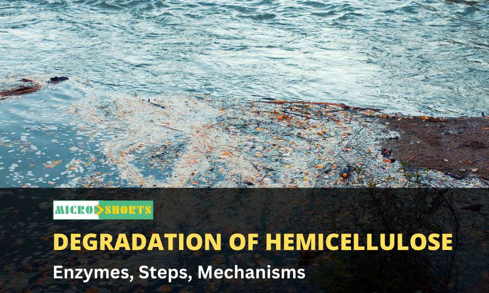 Microbial degradation of hemicellulose (Enzymes, Steps, Mechanisms)