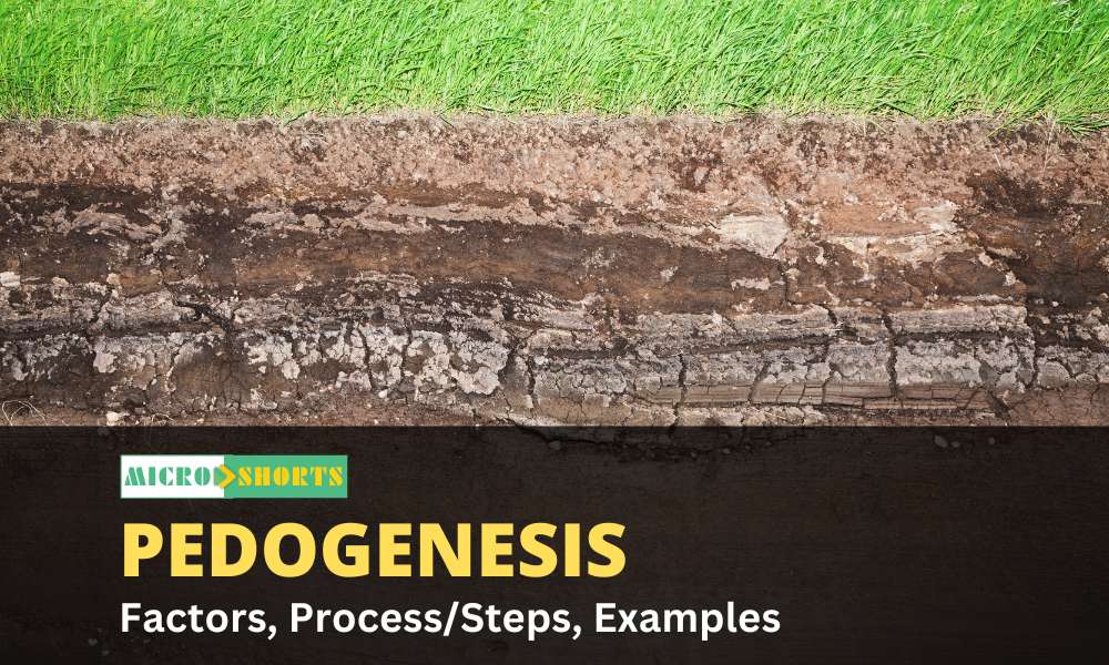Soil Formation (Pedogenesis)- Factors, Process/Steps, Examples