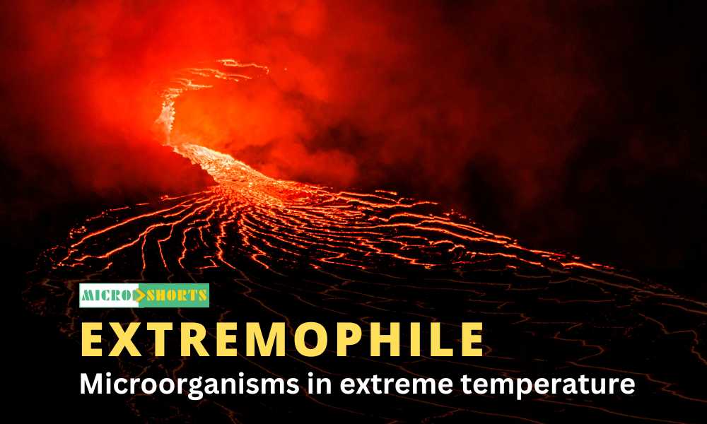 Microorganisms in extreme temperature