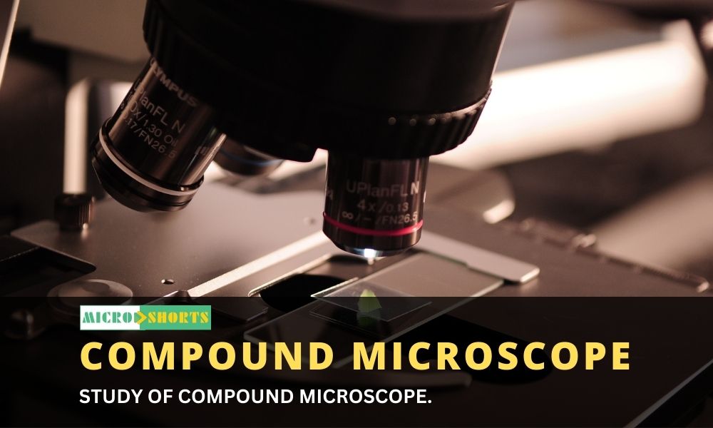 STUDY OF COMPOUND MICROSCOPE