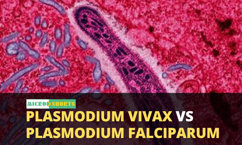 Plasmodium vivax vs Plasmodium falciparum- 40 Differences