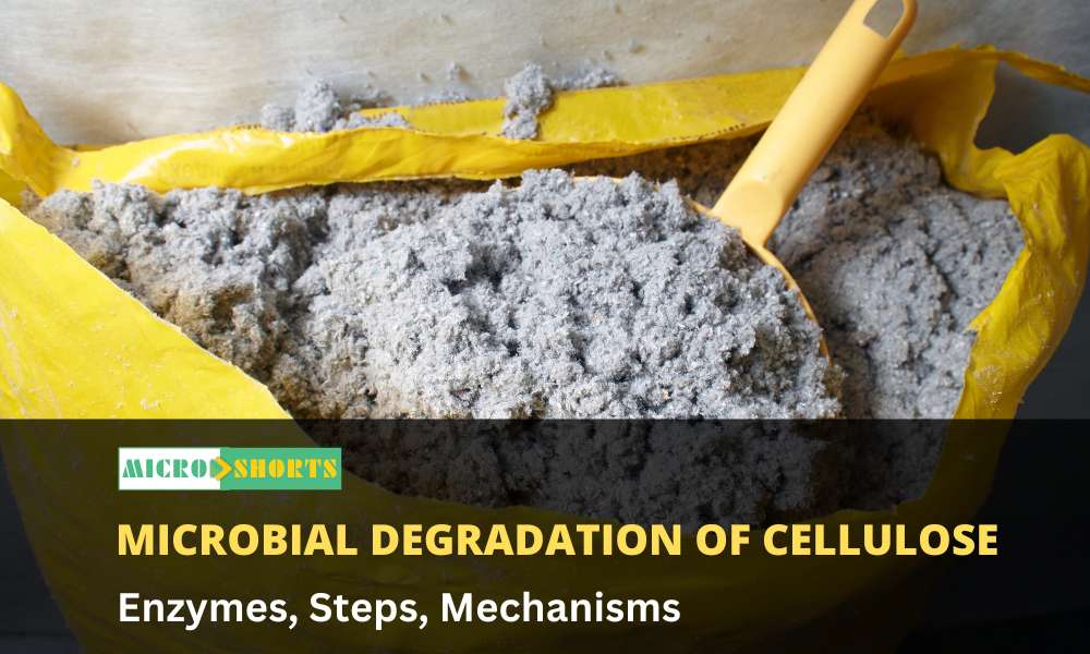 Microbial degradation of cellulose (Enzymes, Steps, Mechanisms)