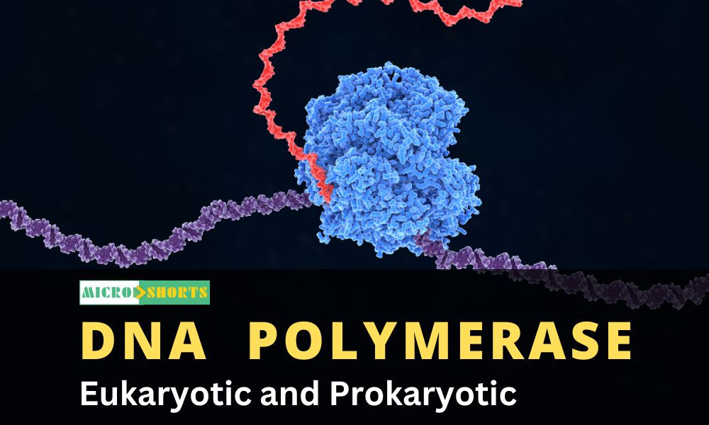 Eukaryotic and Prokaryotic DNA Polymerase