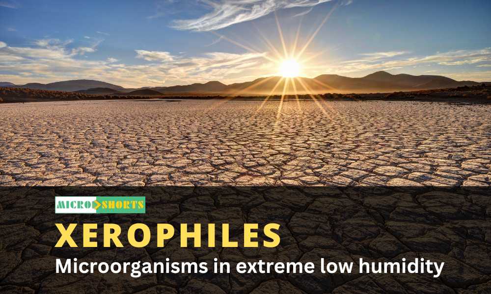 Microorganisms in extreme low humidity/water activity (Xerophiles)