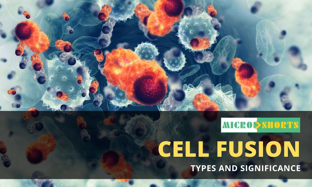 Cell Fusion- Types and Significance
