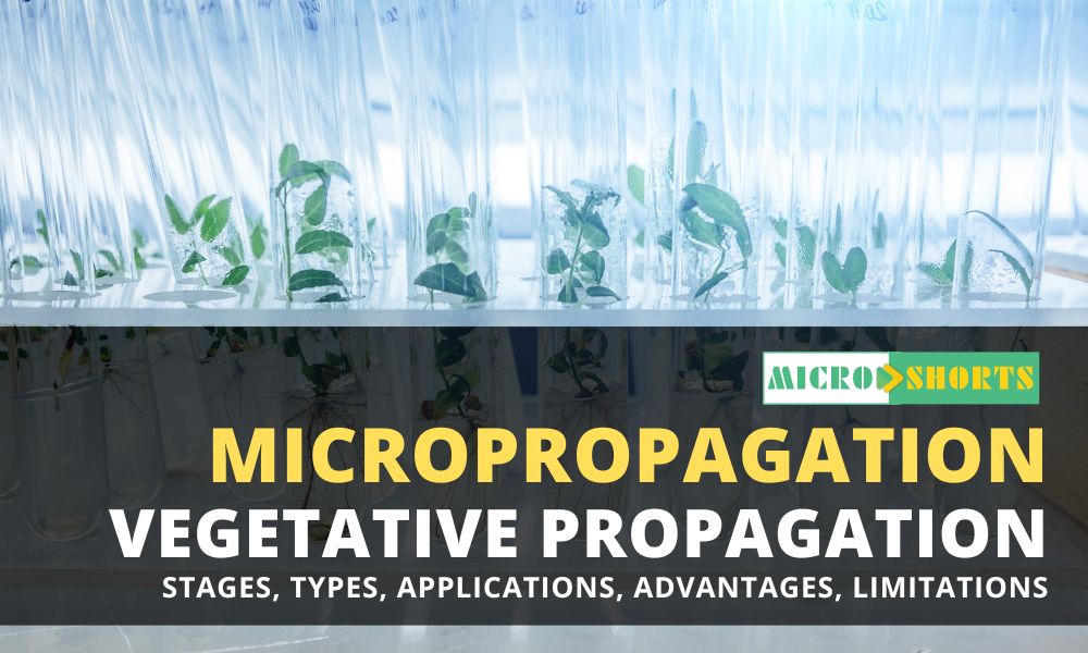 Micropropagation- Stages, Types, Applications, Advantages, Limitations