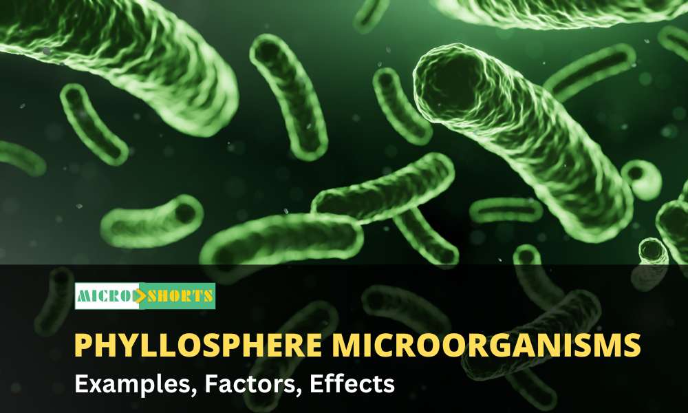 Phyllosphere microorganisms- Examples, Factors, Effects