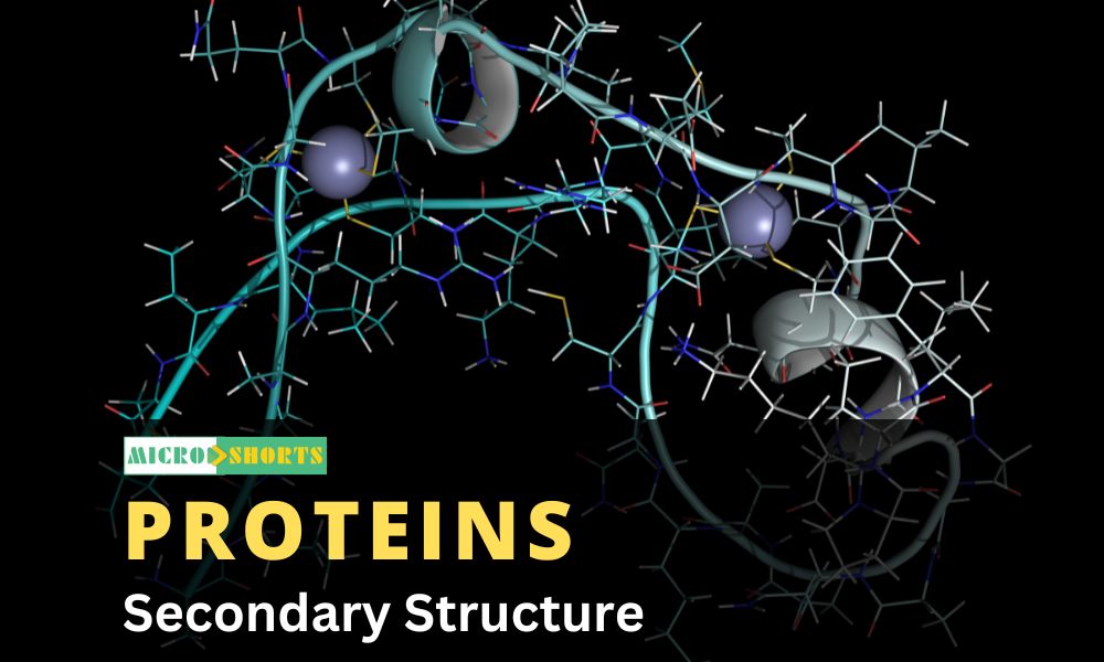 Secondary Structure of Proteins