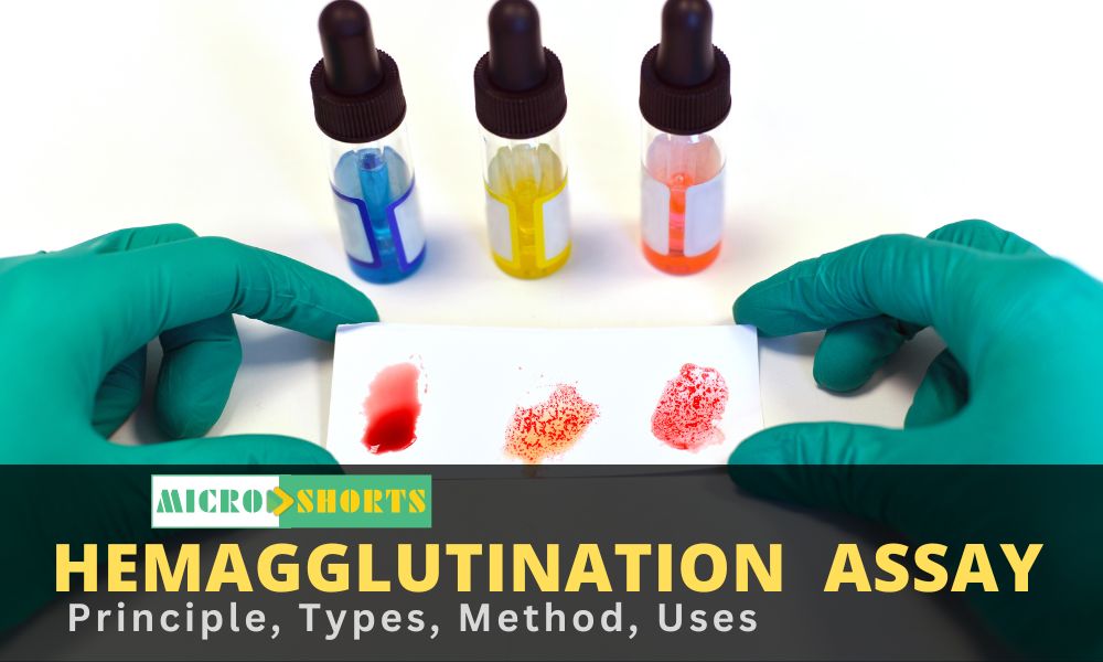 Hemagglutination Assay- Principle, Types, Method, Uses