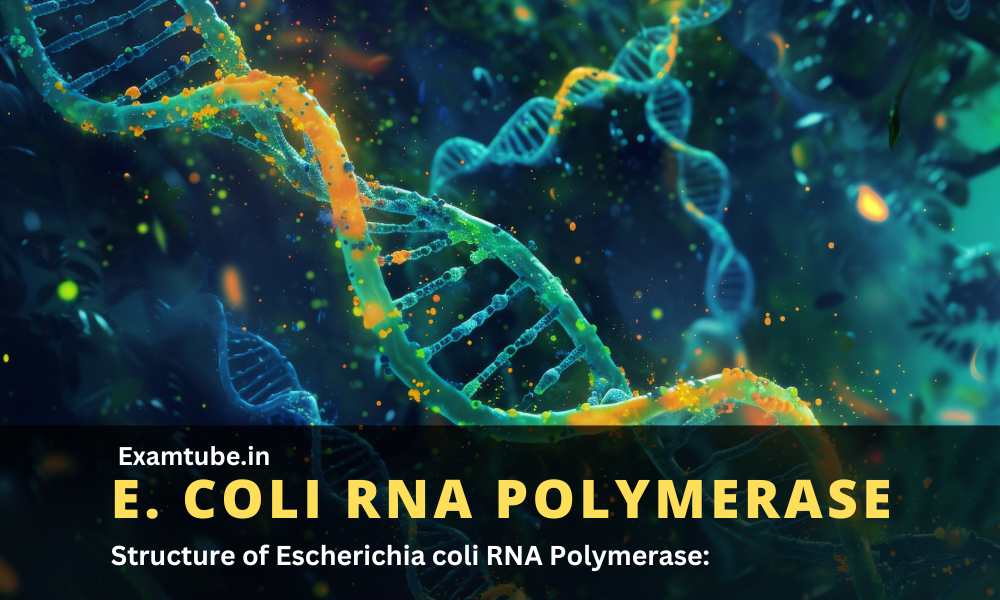 Structure of E. coli RNA Polymerase