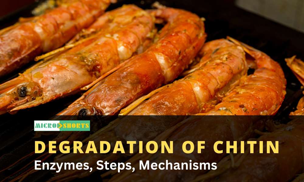 Microbial degradation of chitin (Enzymes, Steps, Mechanisms)