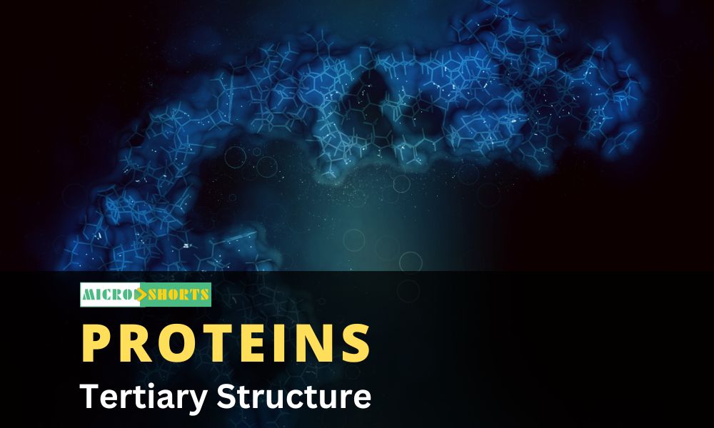 Tertiary Structure of Proteins