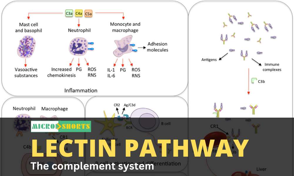 Lectin Pathway of the complement system