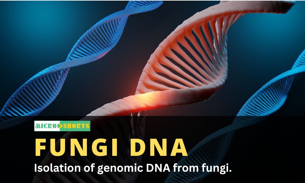 Isolation of genomic DNA from fungi.
