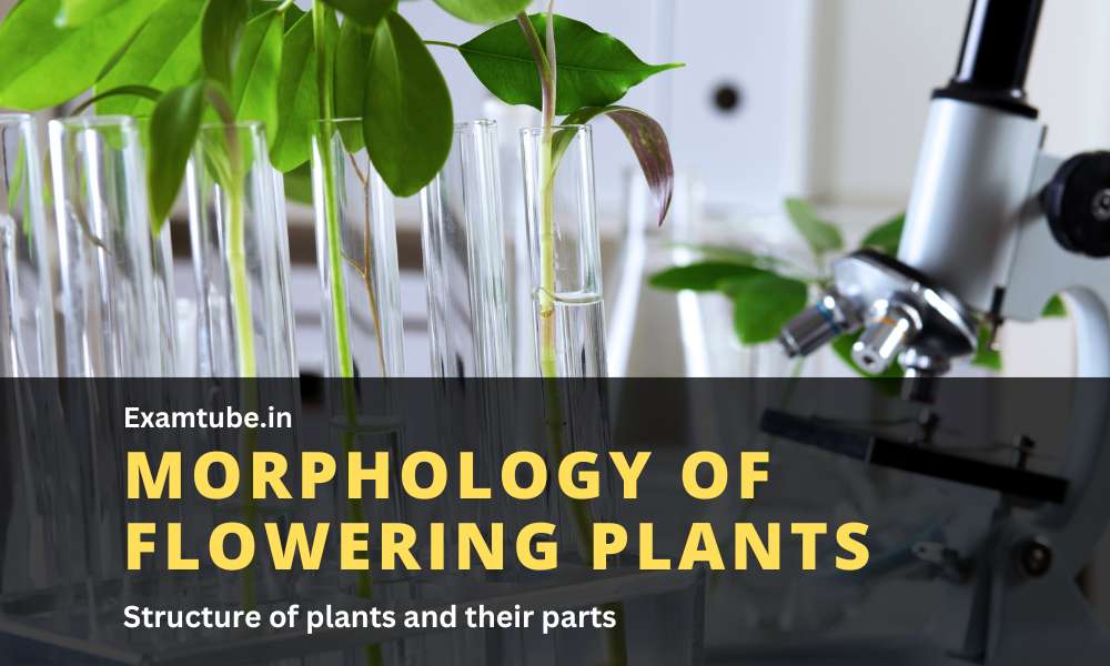 Morphology of Flowering Plants