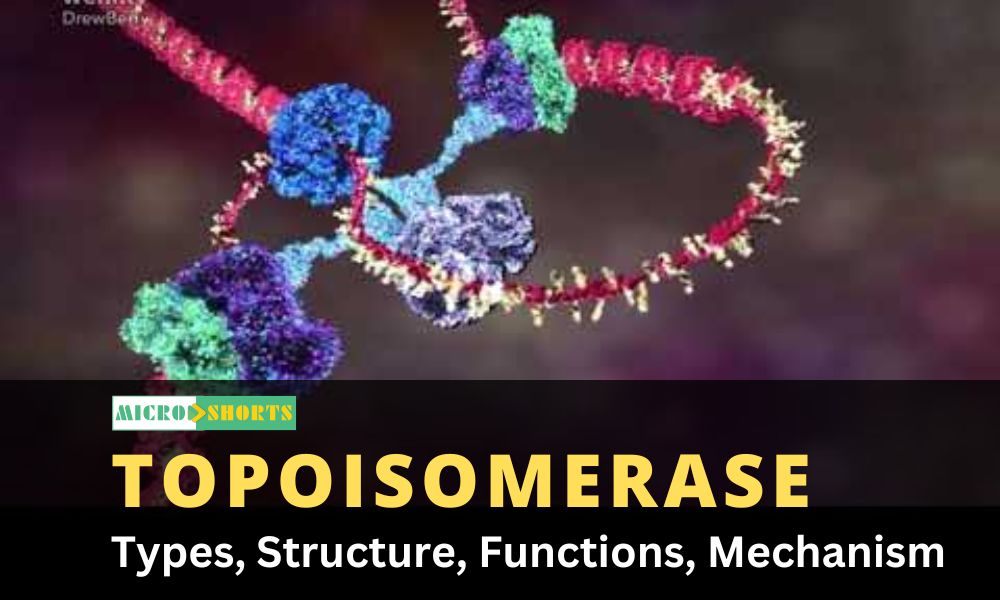 Topoisomerase: Types, Structure, Functions, Mechanism
