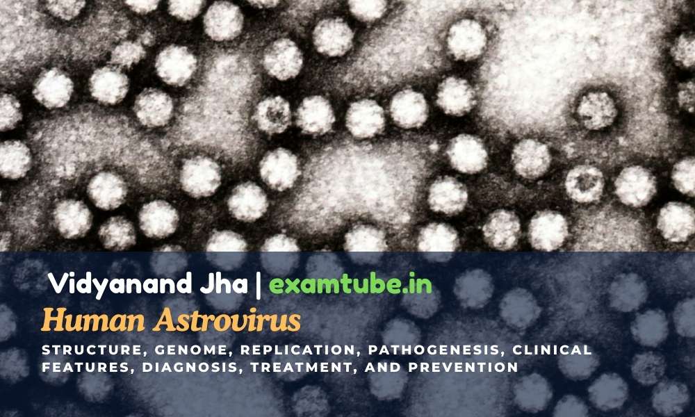 Human Astrovirus- An Introduction