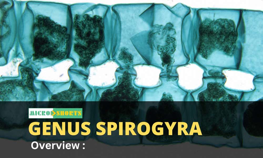 Genus Spirogyra – An Overview