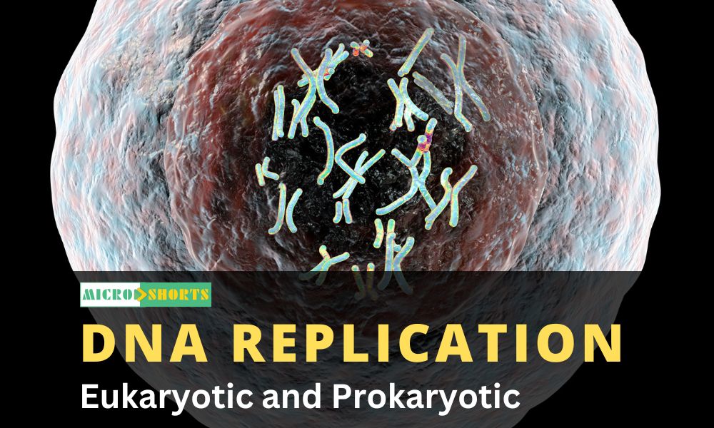 What is DNA Replication?