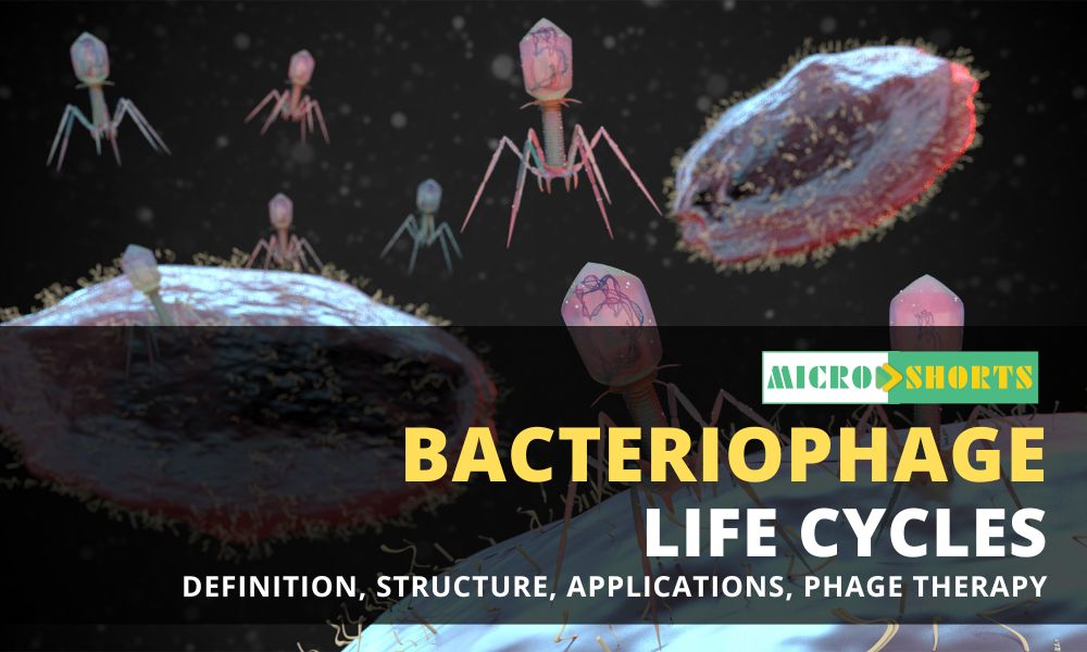 Bacteriophage- Definition, Structure, Life Cycles, Applications, Phage Therapy
