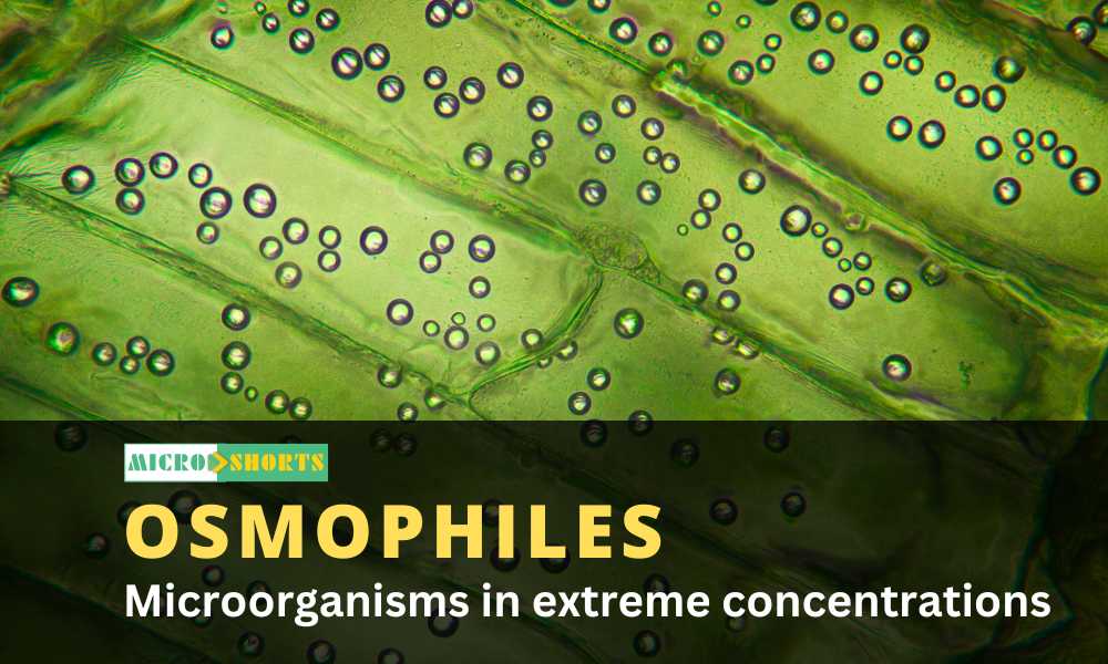 Microorganisms in extreme sugar concentrations (Osmophiles)
