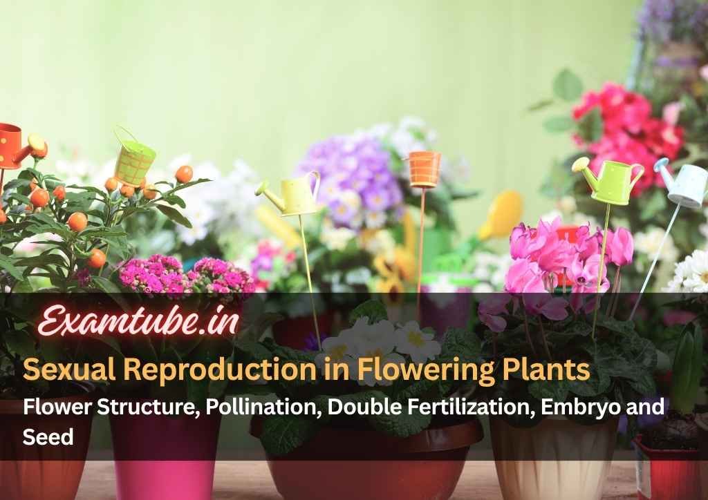 Sexual Reproduction in Flowering Plants Biology Notes - Flower Structure, Pollination, Double Fertilization, Embryo and Seed