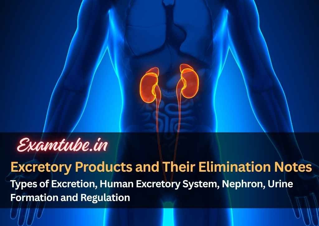 Excretory Products and Their Elimination Biology Notes - Types of Excretion, Human Excretory System, Nephron, Urine Formation and Regulation