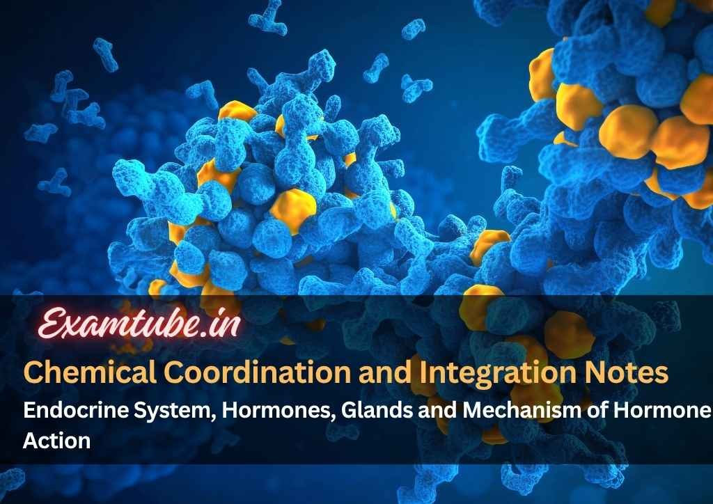 Chemical Coordination and Integration Biology Notes - Endocrine System, Hormones, Glands and Mechanism of Hormone Action