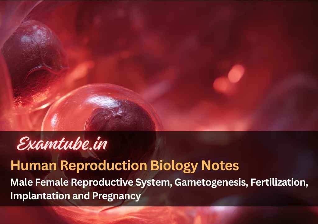 Human Reproduction Biology Notes - Male Female Reproductive System, Gametogenesis, Fertilization, Implantation and Pregnancy