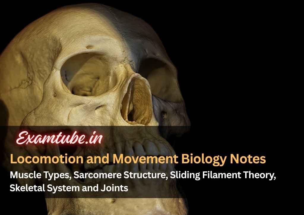 Locomotion and Movement Biology Notes - Muscle Types, Sarcomere Structure, Sliding Filament Theory, Skeletal System and Joints