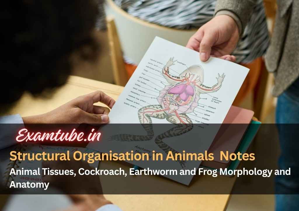 Structural Organisation in Animals Biology Notes - Animal Tissues, Cockroach, Earthworm and Frog Morphology and Anatomy