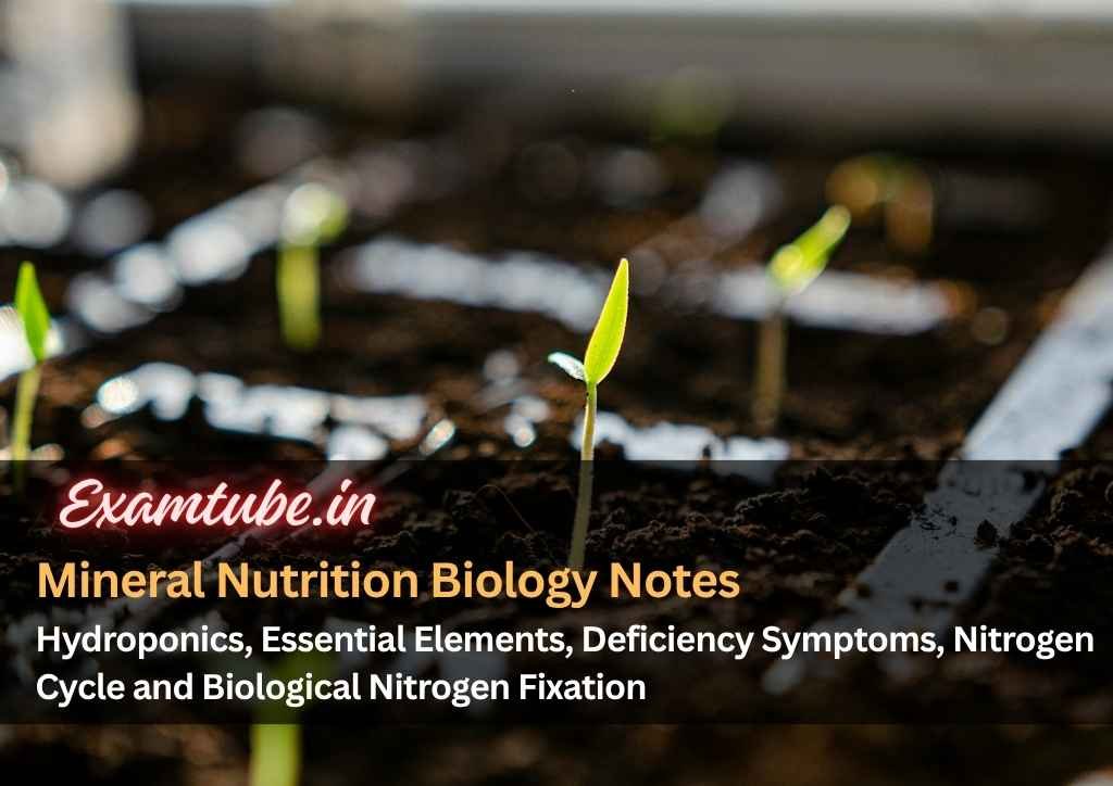 Mineral Nutrition Biology Notes - Hydroponics, Essential Elements, Deficiency Symptoms, Nitrogen Cycle and Biological Nitrogen Fixation