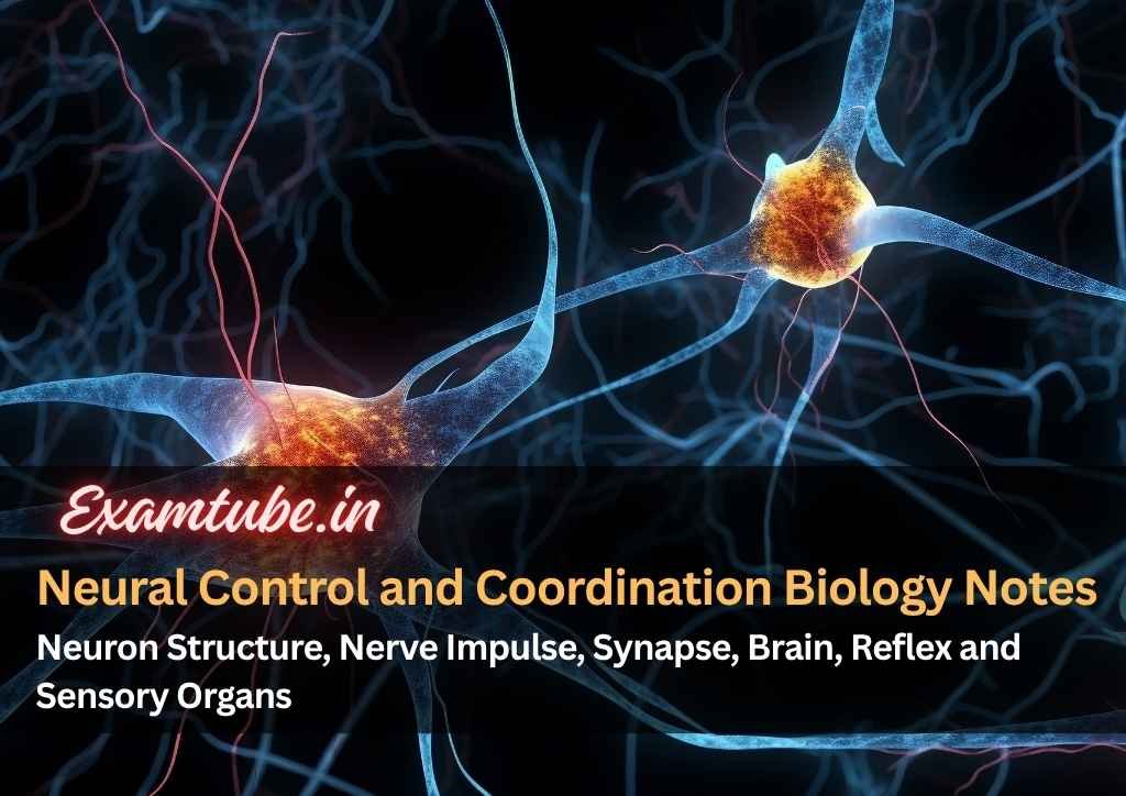 Neural Control and Coordination Biology Notes - Neuron Structure, Nerve Impulse, Synapse, Brain, Reflex and Sensory Organs