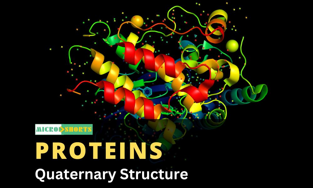 Quaternary Structure of Proteins