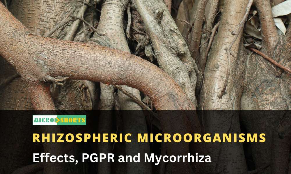Rhizospheric microorganisms and effects, PGPR and Mycorrhiza