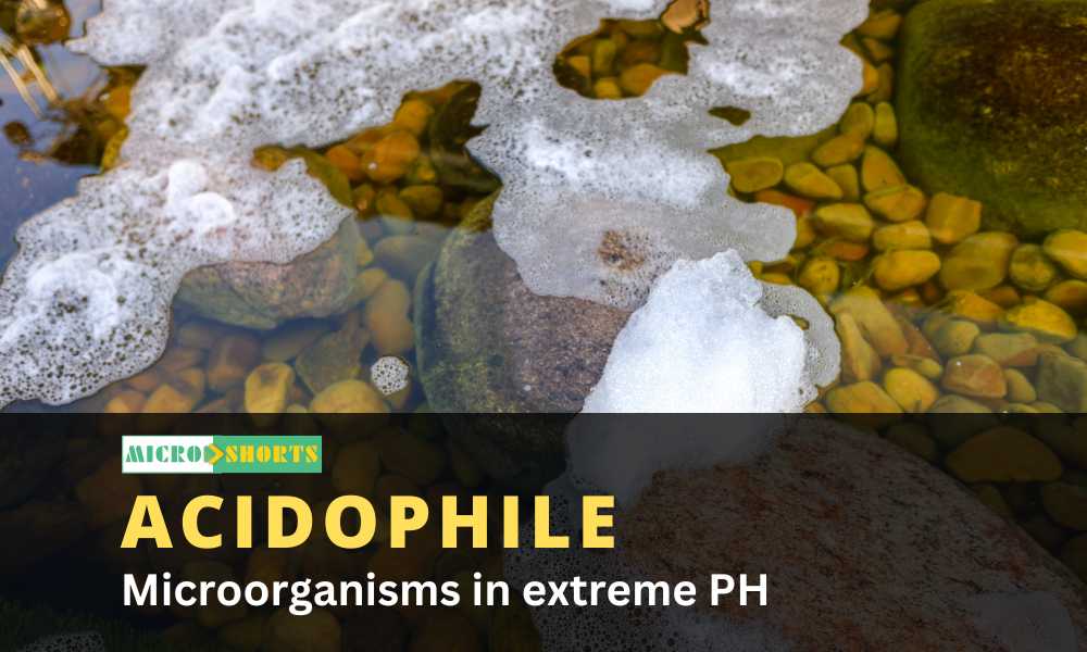 Microorganisms in extreme pH (Acidophile/Alkaliphile)