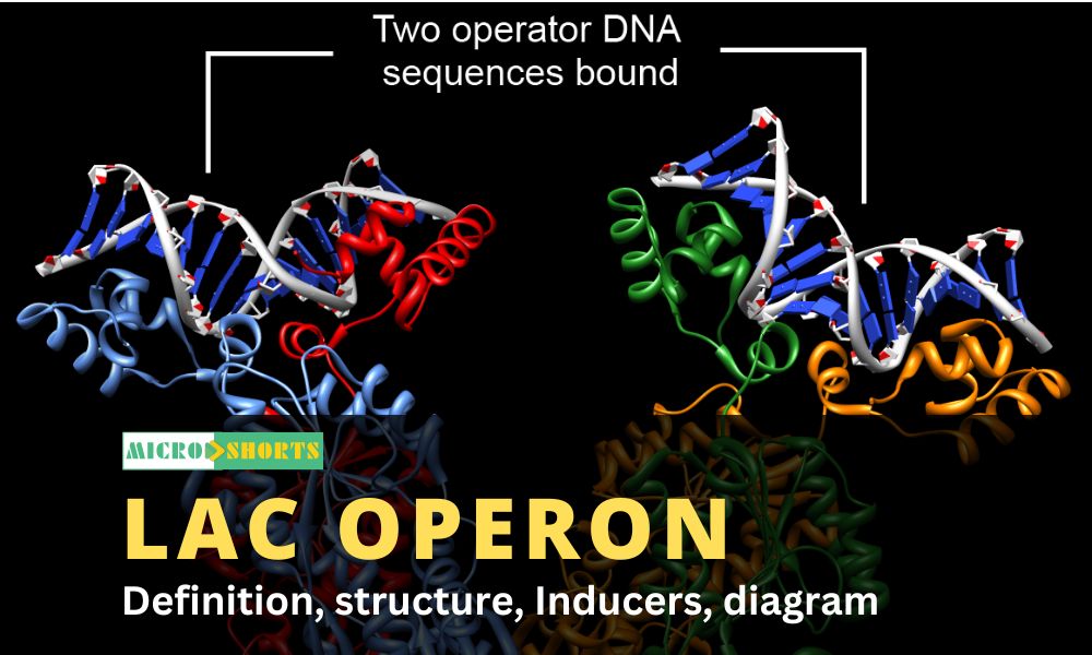 Lac operon- Definition, structure, Inducers, diagram
