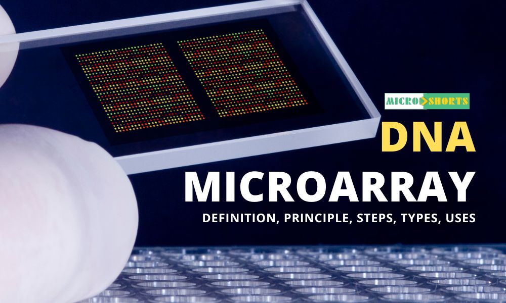 DNA Microarray- Definition, Principle, Procedure, Types
