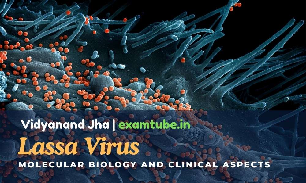 Molecular Biology and Clinical Aspects of Lassa Virus