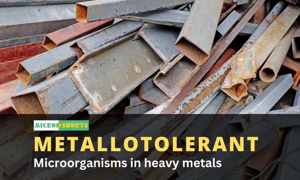 Microorganisms in heavy metals (Metallotolerant)