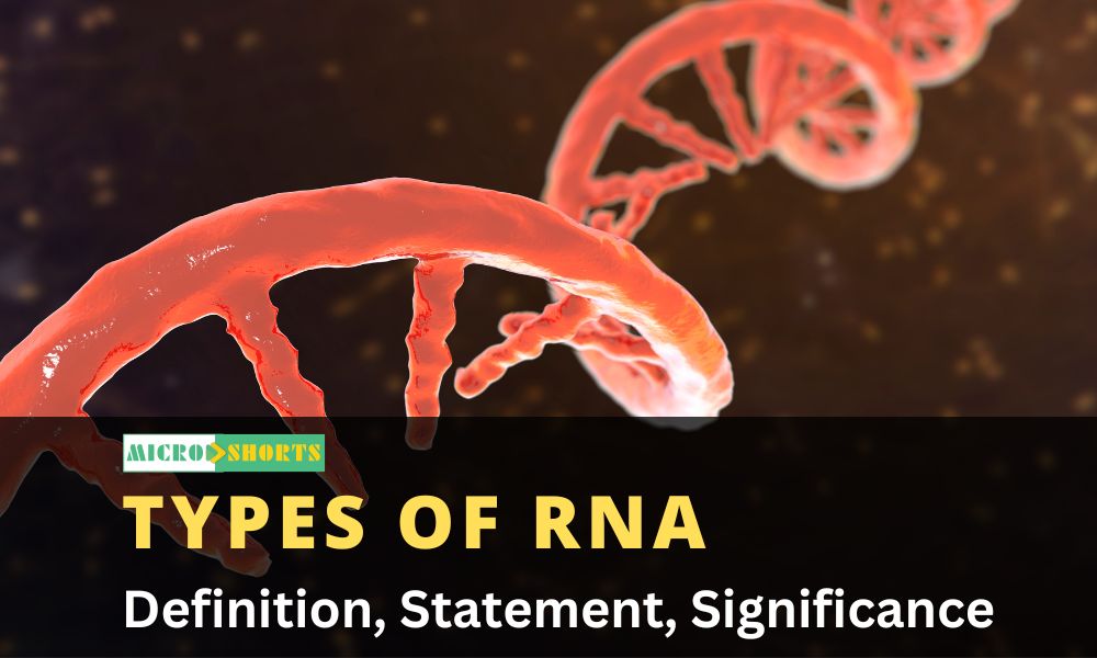 What are the different types of RNA?
