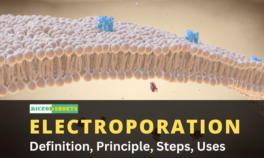 Electroporation: Definition, Principle, Steps, Uses