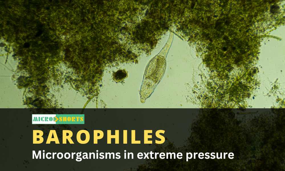 Microorganisms in extreme pressure (Piezophiles/ Barophiles)
