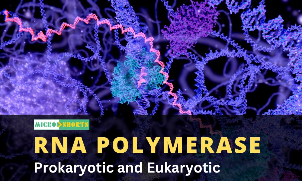 Prokaryotic and Eukaryotic RNA Polymerase