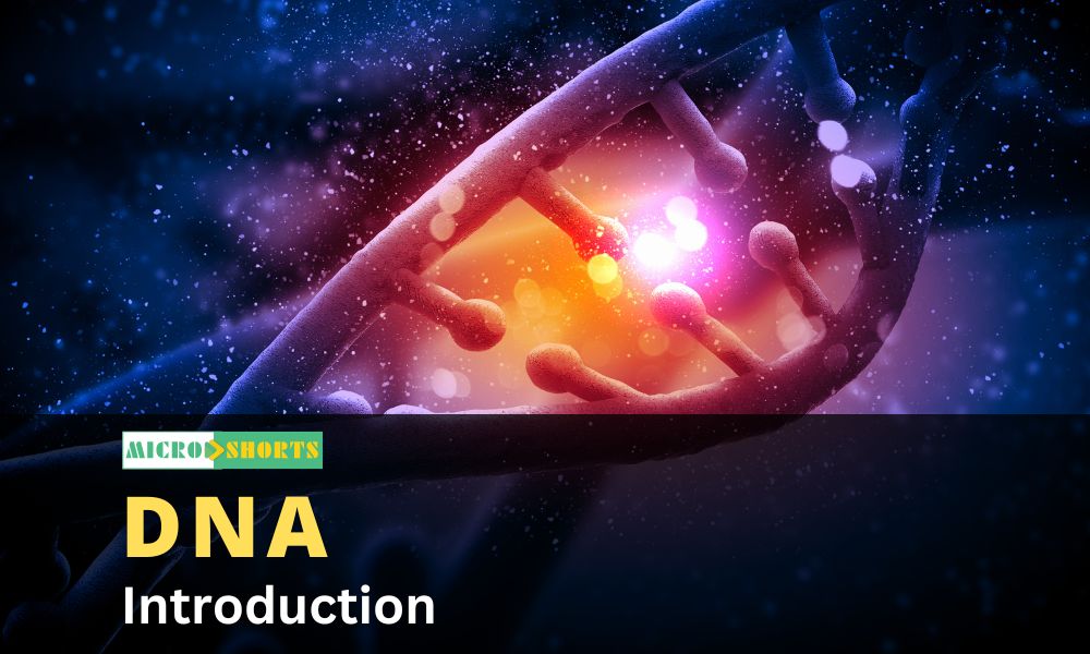 What is a DNA? An Introduction