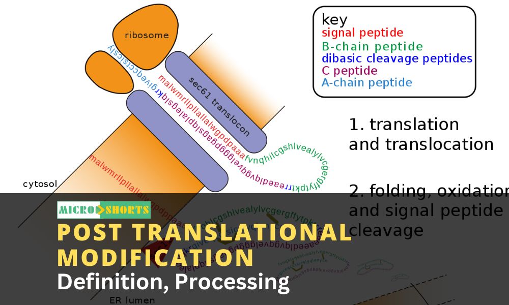 Post Translational Modification- Definition, Processing