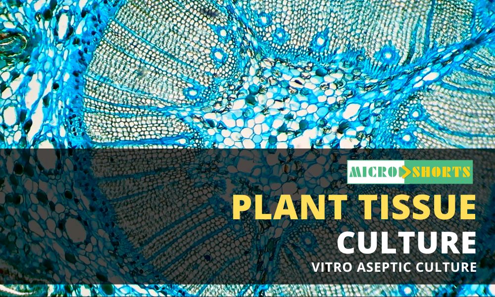 Plant Tissue Culture