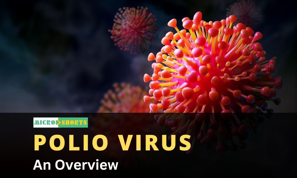 Polio Virus- An Overview