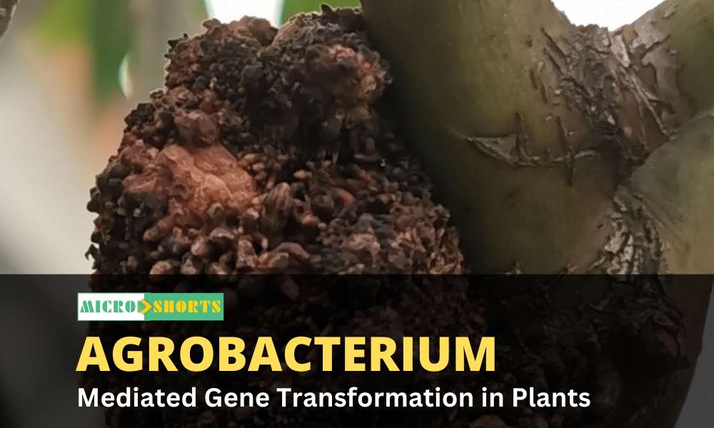 Agrobacterium-Mediated Gene Transfer (Transformation) in Plants