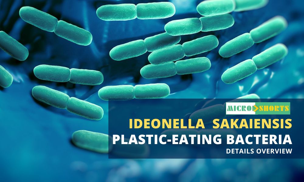 Ideonella sakaiensis (plastic-eating bacteria)